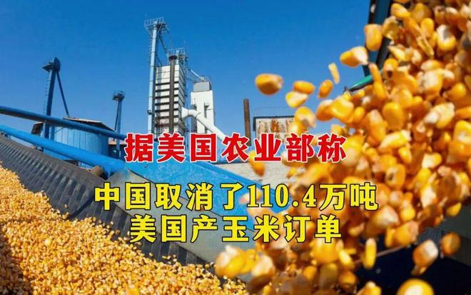 中国作废110.4万吨美国玉米入口订单！玉米供需名堂正在爆发巨变(图文)