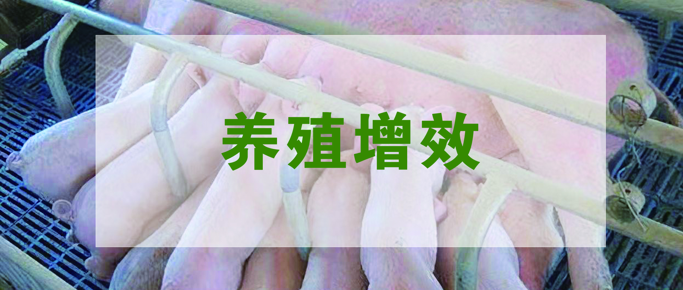 国家生猪工业手艺系统宣布：生猪养殖提质增效降本手艺指导意见