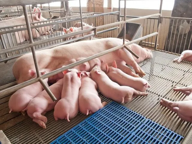 养猪百问百答丨哺乳仔猪殒命之谜：缘故原由与防治步伐全剖析