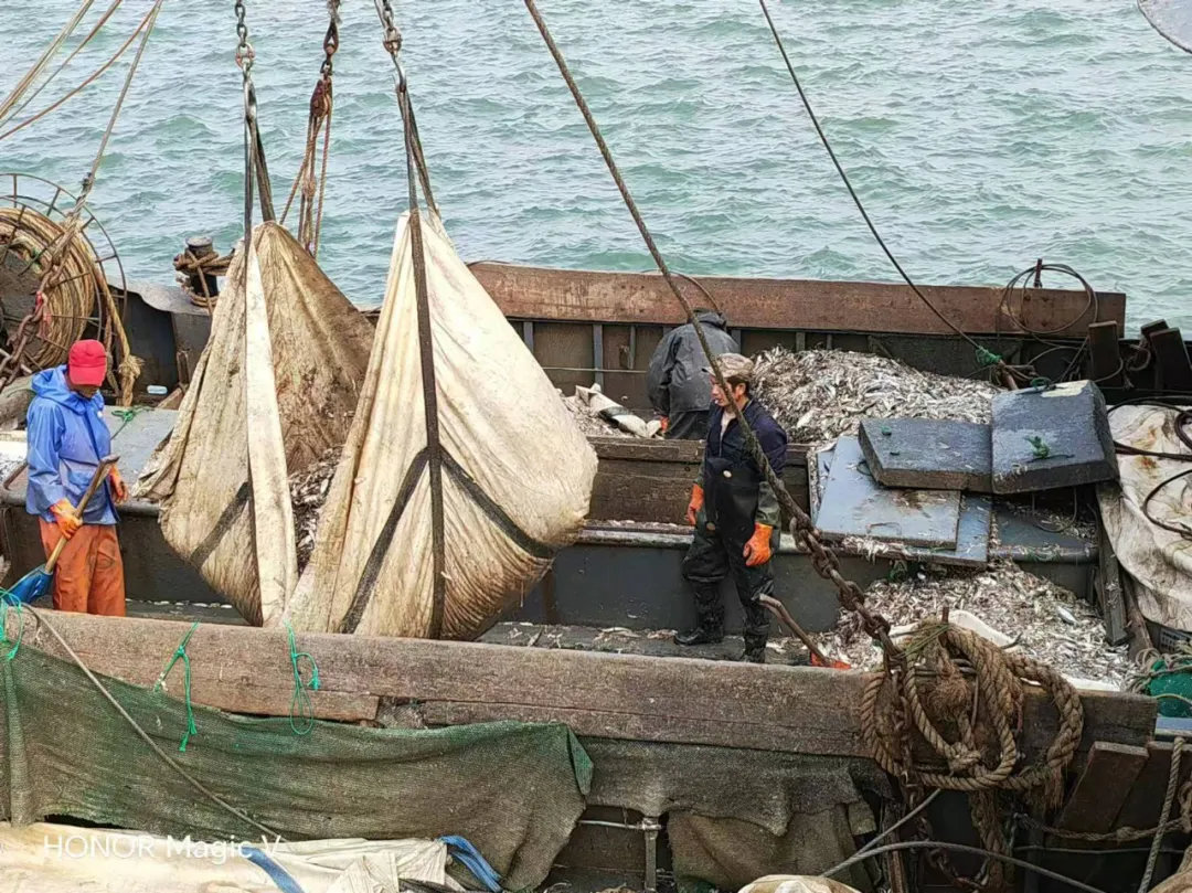 源头直采，，，，，品质包管：中原邦农董事亲赴渔港，，，，，源头把控鱼粉品质，，，，，助力饲料品质升级！