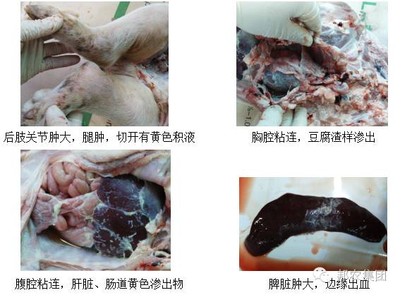 【案例】两例副猪嗜血杆菌导致保育猪高残次的诊断剖析-专家效劳-河南邦农饲料有限公司