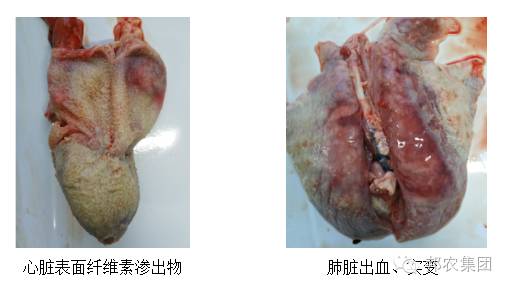 【案例】两例副猪嗜血杆菌导致保育猪高残次的诊断剖析-专家效劳-河南邦农饲料有限公司