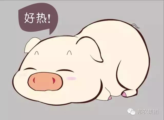 高温高湿条件下夏日猪病的有用防控-养殖课堂-河南邦农饲料有限公司