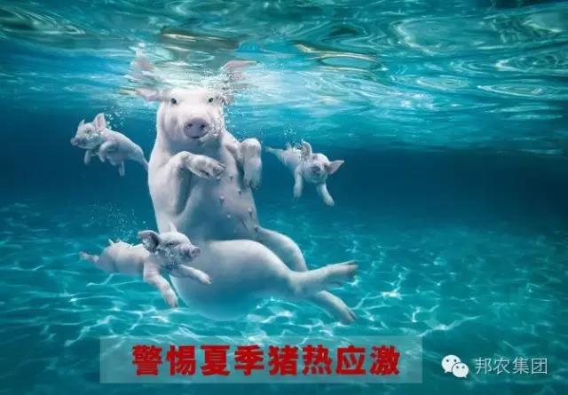 高温高湿条件下夏日猪病的有用防控-养殖课堂-河南邦农饲料有限公司