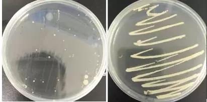 【案例】一起保育猪混淆熏染蕴厥狻毒、蓝耳病毒及细菌的案例-专家效劳-河南邦农饲料有限公司