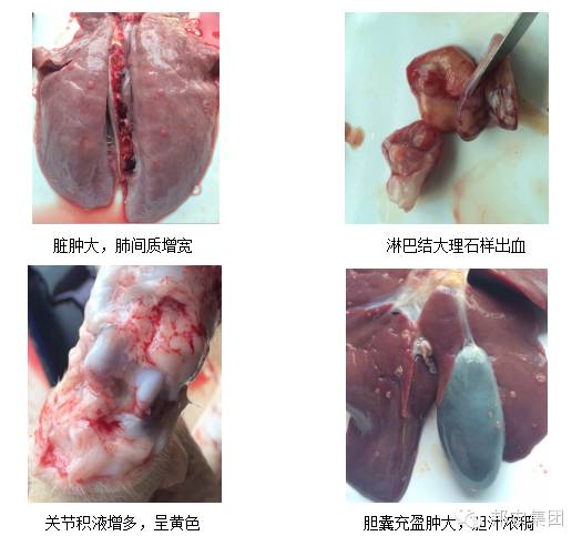 【案例】河南林州100头母猪场保育猪高发呼吸道疾病的诊断-专家效劳-河南邦农饲料有限公司