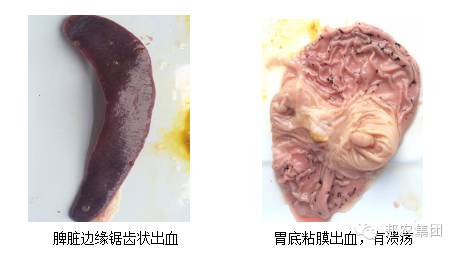【案例】河南林州100头母猪场保育猪高发呼吸道疾病的诊断-专家效劳-河南邦农饲料有限公司