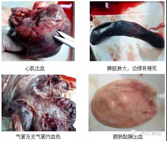 【案例】河南南阳某规模猪场保育育肥猪高病死的诊断与治疗-专家效劳-河南邦农饲料有限公司