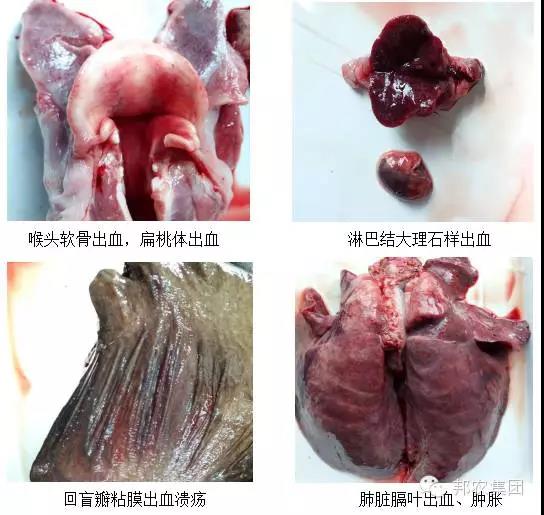 【案例】河南南阳某规模猪场保育育肥猪高病死的诊断与治疗-专家效劳-河南邦农饲料有限公司
