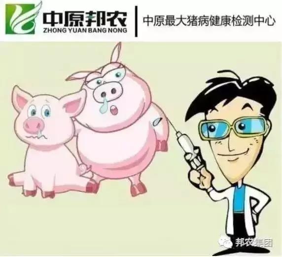 【案例】河南驻马店某百头母猪场猪流感与猪伪狂犬熏染的诊断与防治-专家效劳-河南邦农饲料有限公司