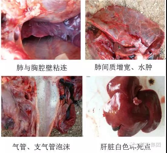 【案例】河南驻马店某百头母猪场猪流感与猪伪狂犬熏染的诊断与防治-专家效劳-河南邦农饲料有限公司