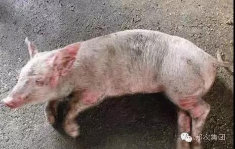 【案例】河南林州某百头母猪场保育猪败血性链球菌病的诊治-专家效劳-河南邦农饲料有限公司
