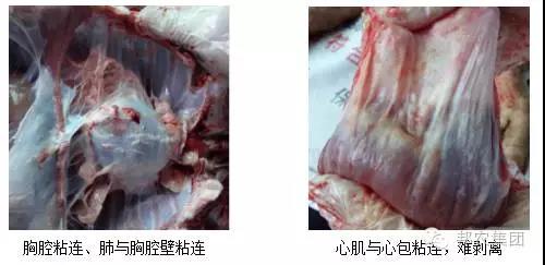 【案例】山西阳城某百头母猪场保育猪高发病率的诊治-专家效劳-河南邦农饲料有限公司