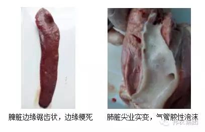 【案例】山西阳城某百头母猪场保育猪高发病率的诊治-专家效劳-河南邦农饲料有限公司