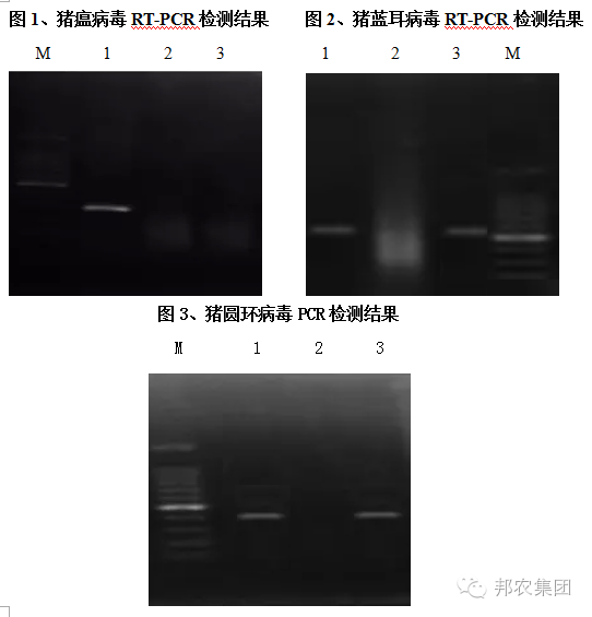 【案例】山西阳城某百头母猪场保育猪高发病率的诊治-专家效劳-河南邦农饲料有限公司