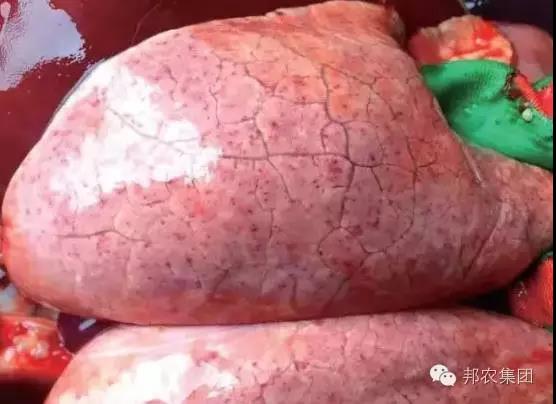 【案例】山西晋城某猪场保育猪败血性链球菌病的诊断与防控-专家效劳-河南邦农饲料有限公司