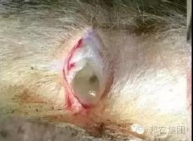 【案例】山西晋城某猪场保育猪败血性链球菌病的诊断与防控-专家效劳-河南邦农饲料有限公司