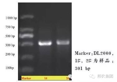 【案例】山西晋城某猪场保育猪败血性链球菌病的诊断与防控-专家效劳-河南邦农饲料有限公司