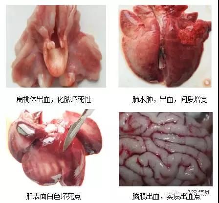 【案例】河南平顶山一例产房仔猪伪狂犬熏染的诊断及防控-专家效劳-河南邦农饲料有限公司
