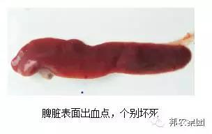 【案例】河南平顶山一例产房仔猪伪狂犬熏染的诊断及防控-专家效劳-河南邦农饲料有限公司