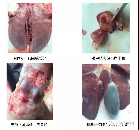 【案例】河南中牟一规模生长育肥场高发病率高残次率的诊治-专家效劳-河南邦农饲料有限公司