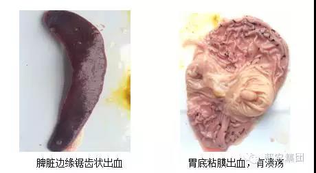 【案例】河南中牟一规模生长育肥场高发病率高残次率的诊治-专家效劳-河南邦农饲料有限公司