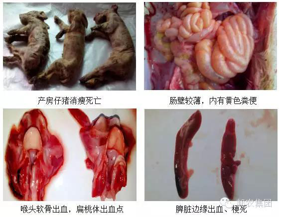 【案例】河南驻马店一百头母猪场产房仔猪腹泻高殒命的诊治-专家效劳-河南邦农饲料有限公司