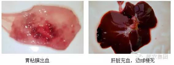 【案例】河南驻马店一百头母猪场产房仔猪腹泻高殒命的诊治-专家效劳-河南邦农饲料有限公司