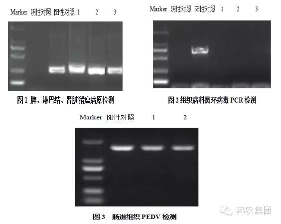 【案例】河南驻马店一百头母猪场产房仔猪腹泻高殒命的诊治-专家效劳-河南邦农饲料有限公司