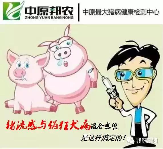 【案例】河南洛阳一猪场猪流感与伪狂犬病混淆熏染是这样搞定的-专家效劳-河南邦农饲料有限公司