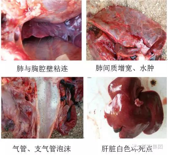 【案例】河南洛阳一猪场猪流感与伪狂犬病混淆熏染是这样搞定的-专家效劳-河南邦农饲料有限公司