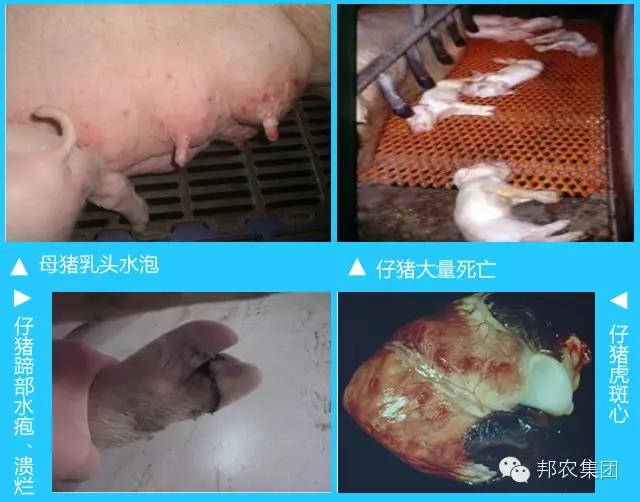 【案例】河南许昌一猪场我们是这样资助其解决口蹄疫混淆熏染的-专家效劳-河南邦农饲料有限公司