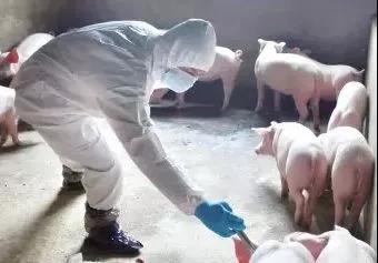 怎样降低疫苗的应激反应，，，，，提升免疫效果？？？？-养殖课堂-河南邦农饲料有限公司