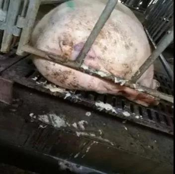 母猪断奶后不发情的六大缘故原由及预防步伐-养殖课堂-河南邦农饲料有限公司