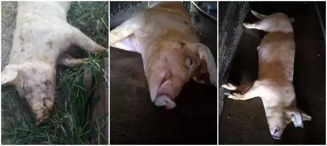 近期这些猪病高发、突然殒命，，，，，，应重点关注！-养殖课堂-河南邦农饲料有限公司