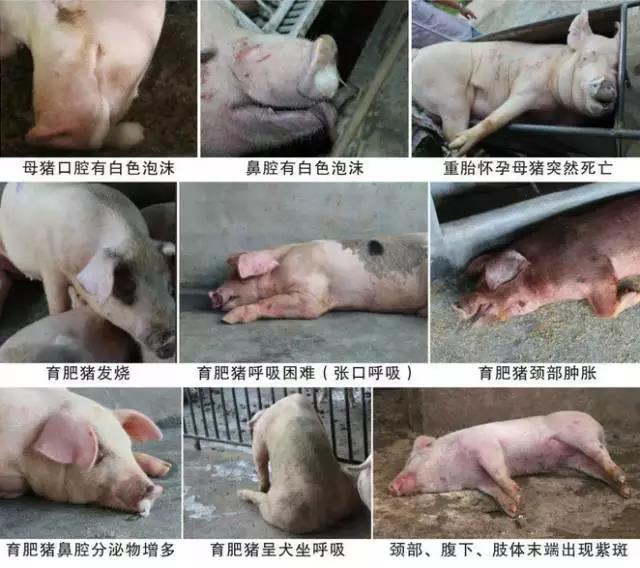 近期这些猪病高发、突然殒命，，，，，，应重点关注！-养殖课堂-河南邦农饲料有限公司