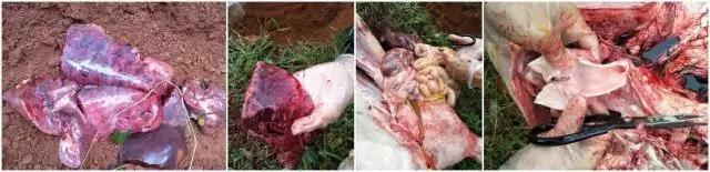 近期这些猪病高发、突然殒命，，，，，，应重点关注！-养殖课堂-河南邦农饲料有限公司