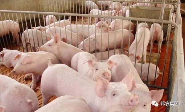 秋季预防盛行性腹泻，，，，，春季仔猪好养活-养殖课堂-河南邦农饲料有限公司