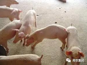 病猪治疗效果差？？？掌握这几点，，，，，治愈很轻松-养殖课堂-河南邦农饲料有限公司