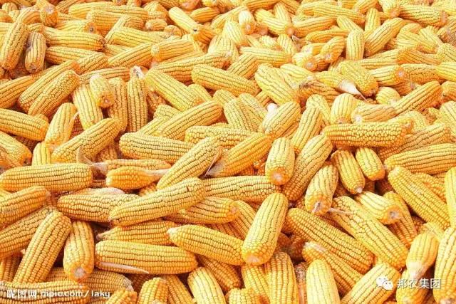 新玉米使用的问题及解决步伐-养殖课堂-河南邦农饲料有限公司