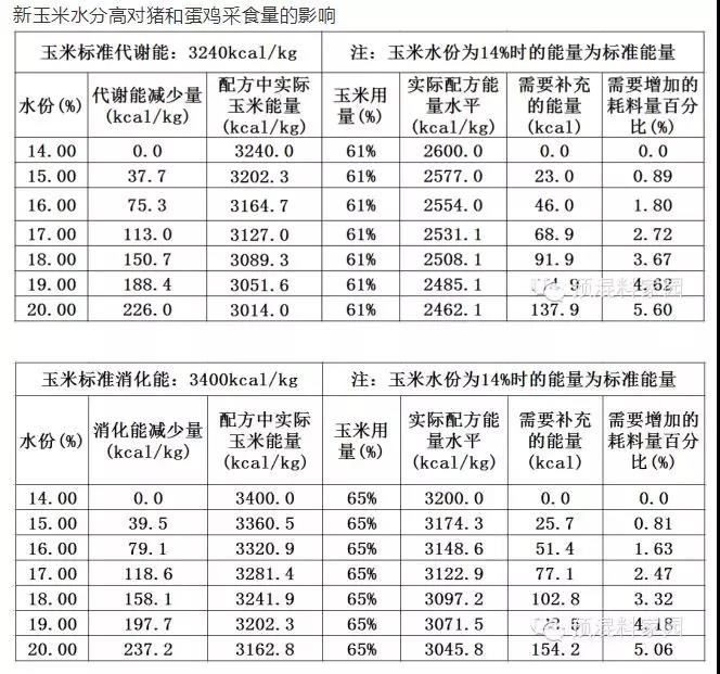 新玉米使用的问题及解决步伐-养殖课堂-河南邦农饲料有限公司