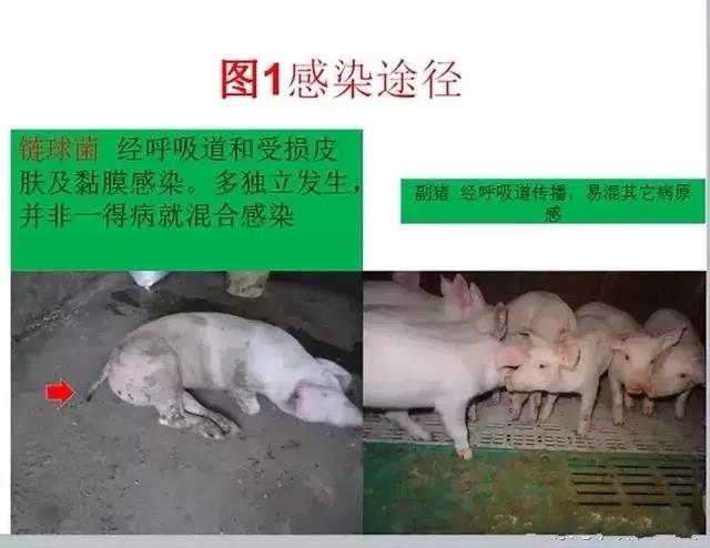 三分钟看懂猪链球菌与副猪的判别诊断-养殖课堂-河南邦农饲料有限公司