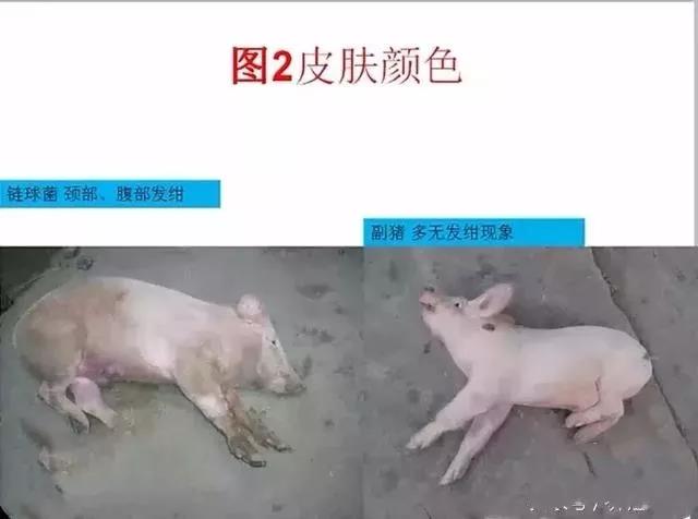 三分钟看懂猪链球菌与副猪的判别诊断-养殖课堂-河南邦农饲料有限公司