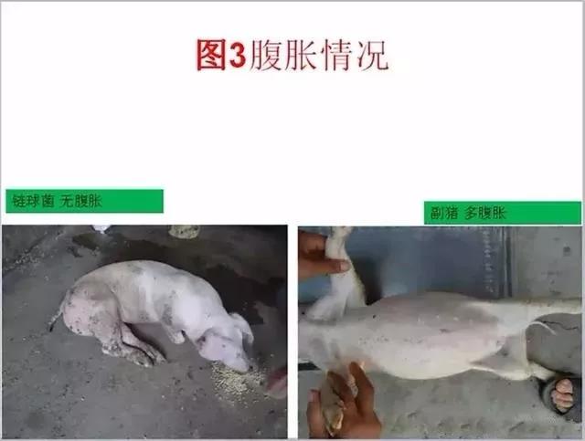 三分钟看懂猪链球菌与副猪的判别诊断-养殖课堂-河南邦农饲料有限公司