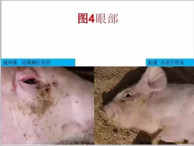 三分钟看懂猪链球菌与副猪的判别诊断-养殖课堂-河南邦农饲料有限公司