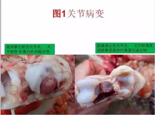 三分钟看懂猪链球菌与副猪的判别诊断-养殖课堂-河南邦农饲料有限公司