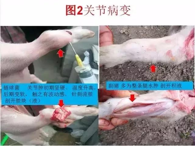 三分钟看懂猪链球菌与副猪的判别诊断-养殖课堂-河南邦农饲料有限公司