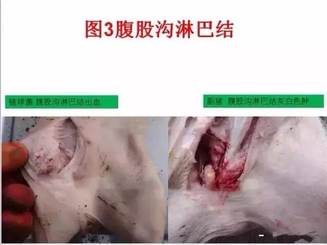 三分钟看懂猪链球菌与副猪的判别诊断-养殖课堂-河南邦农饲料有限公司