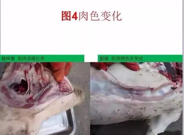 三分钟看懂猪链球菌与副猪的判别诊断-养殖课堂-河南邦农饲料有限公司