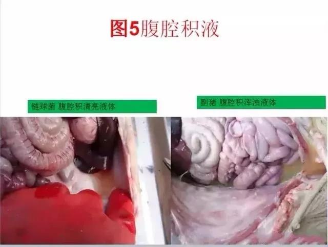 三分钟看懂猪链球菌与副猪的判别诊断-养殖课堂-河南邦农饲料有限公司